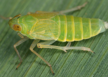 Smaragd-Schilf-Spornzikade (Chloriona smaragdula) - © Gernot Kunz